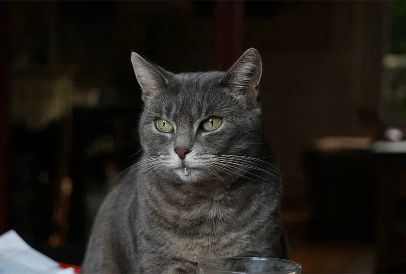 Mon-chat-bave-beaucoup-est-ce-normal CASPER&CO