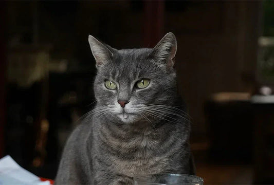 Mon-chat-bave-beaucoup-est-ce-normal CASPER&CO