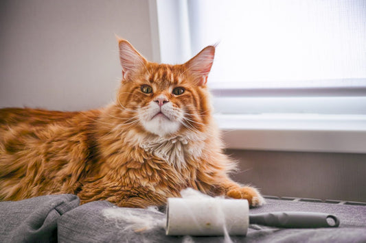 Pourquoi-mon-chat-perd-il-autant-ses-poils CASPER&CO