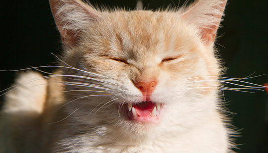 Mon chat éternue souvent : est-ce grave ?