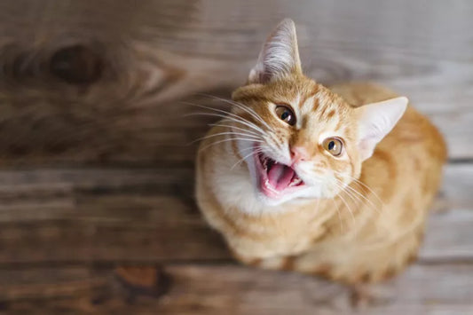 Mon-chat-miaule-tout-le-temps-que-veut-il-me-dire CASPER&CO