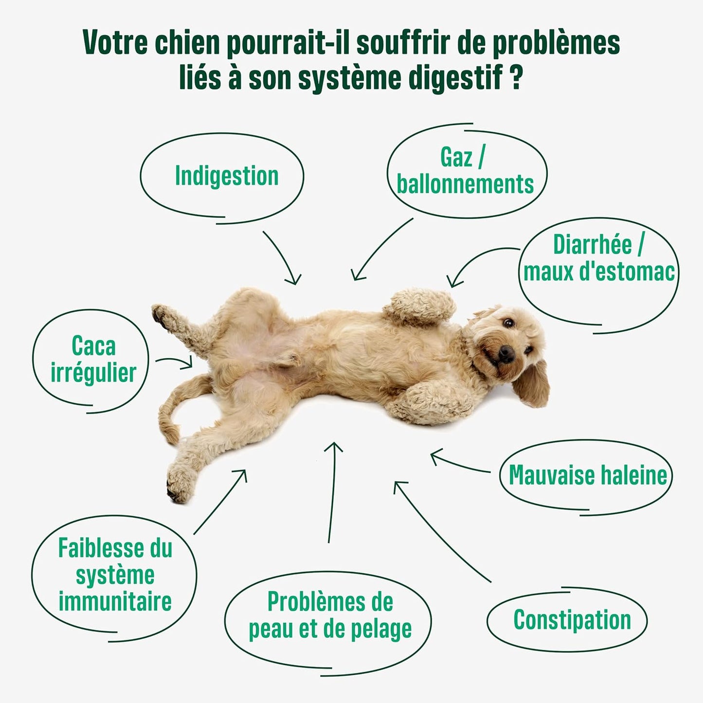 Ivvi - Probiotic - Complément Alimentaire Pour Chien, Bien -Etre Digestif - Probiotiques, Citrouille, Avoine, Graines De Lin Et De Courge - 60 Délicieuses Friandises Au Poulet, 270G