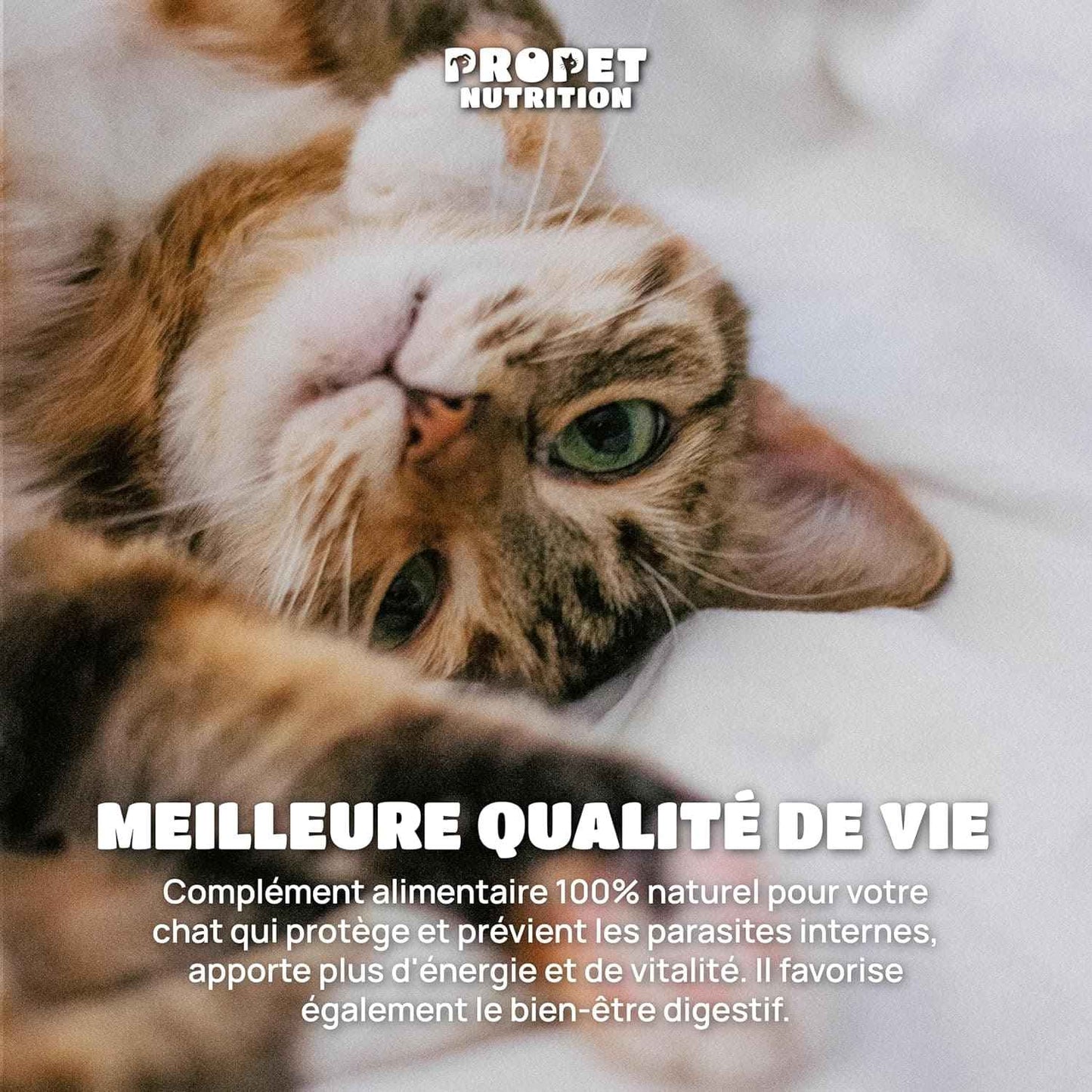 Vermifuge Chat À Base D'Extraits De Plantes. 120 Comprimés. 100% Naturel. Contre Les Vers. Probiotique + Vitamines B. Protection Intestinale. Toutes Races. Antiparasite. Vermifuge Chat Comprimé
