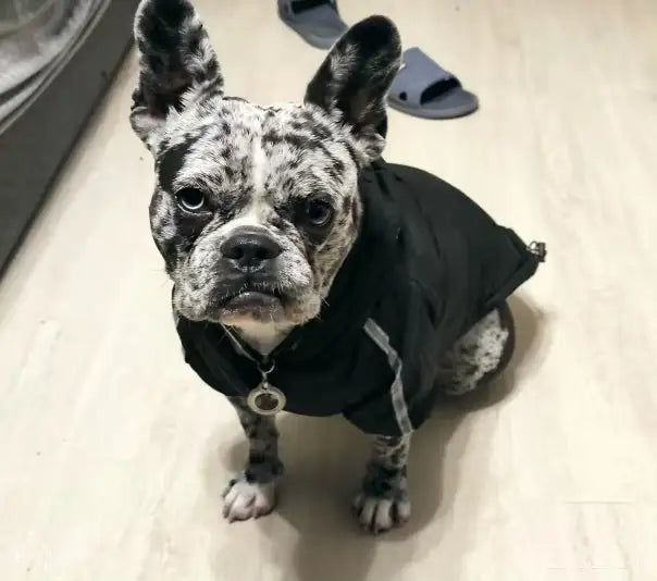 Manteau Imperméable - The Dog Face CASPER&CO