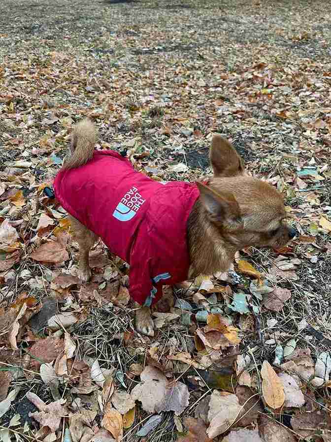 Manteau Imperméable - The Dog Face CASPER&CO