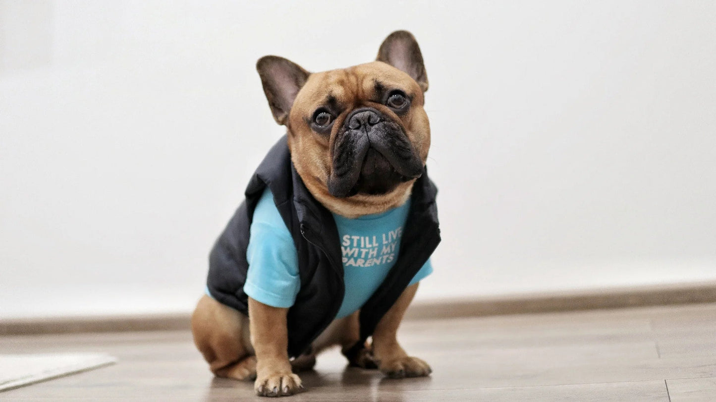Gilet d'hiver rembourré - The Dog Face CASPER&CO