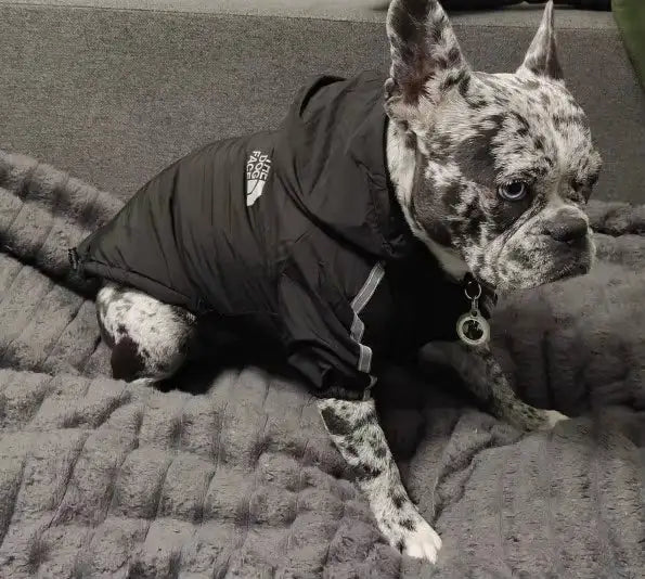 Manteau Imperméable - The Dog Face CASPER&CO
