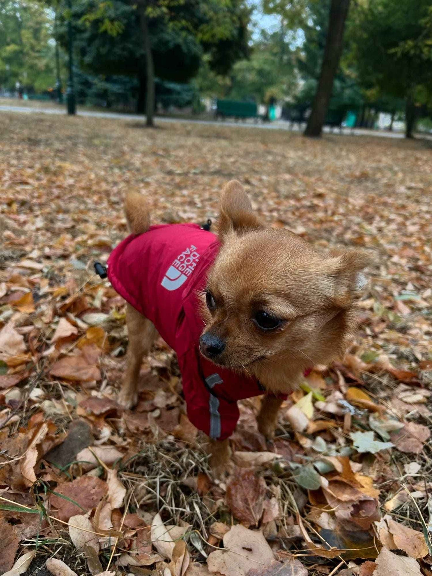 Manteau Imperméable - The Dog Face CASPER&CO