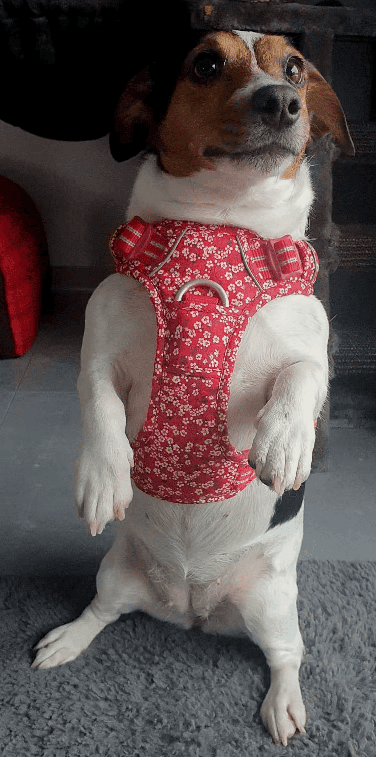 Harnais fleuri pour animaux de compagnie CASPER&CO