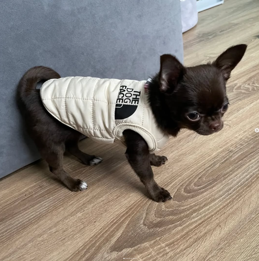 Manteau chien hiver - The Dog Face MANHAN