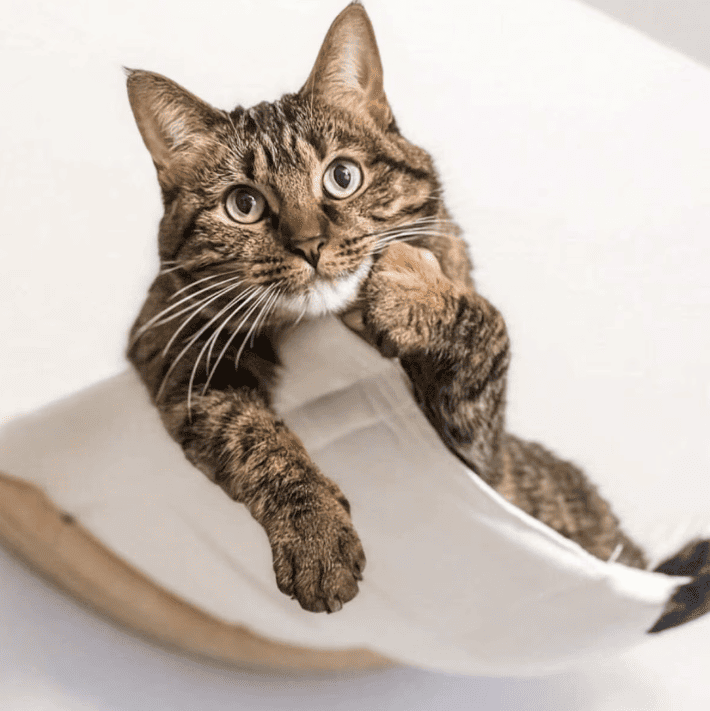 Lit suspendu pour chat