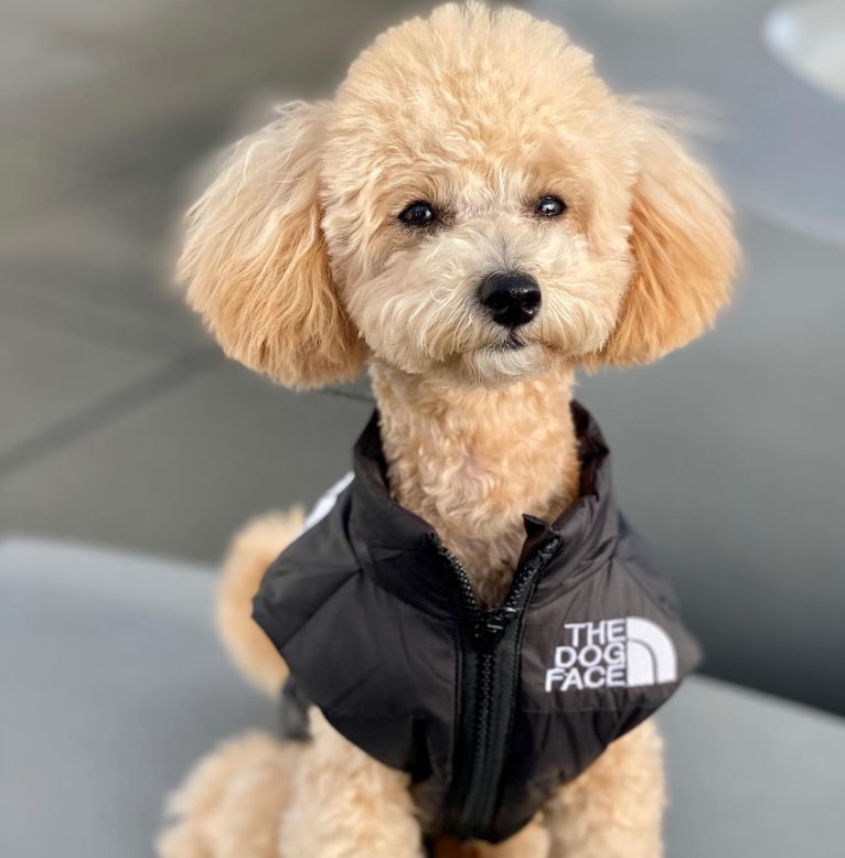 Gilet d'hiver pour chien rembourré CASPER&CO