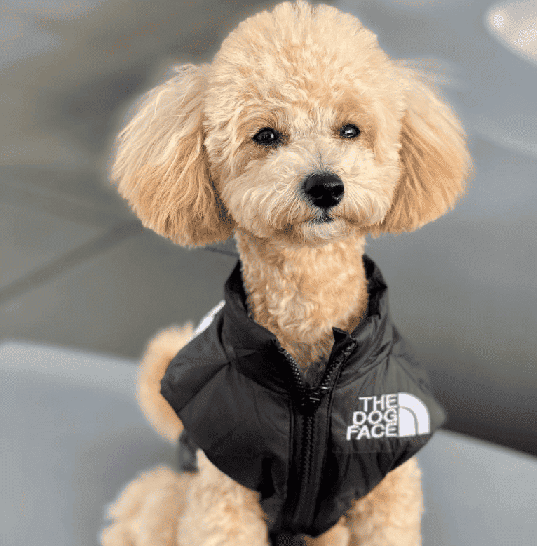 Gilet d'hiver pour chien rembourré CASPER&CO