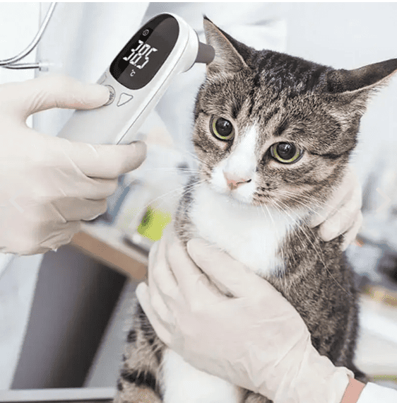 Thermomètre auriculaire infrarouge pour chien et chat CASPER&CO