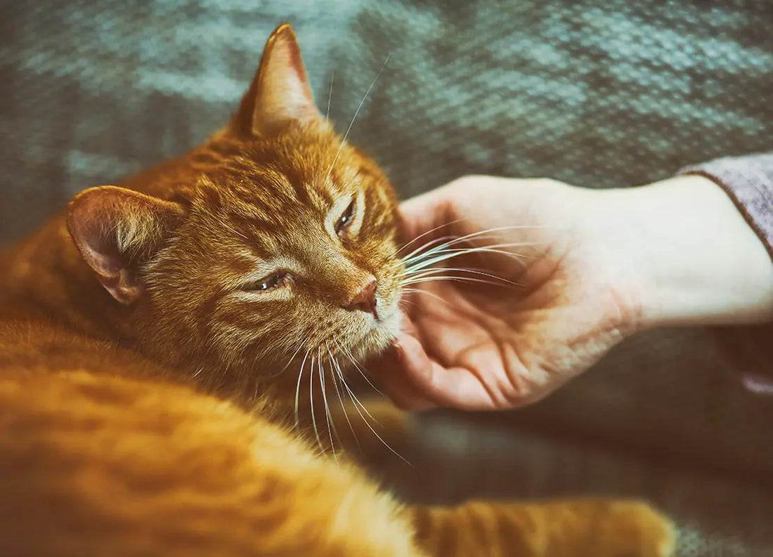 Pourquoi-mon-chat-ronronne-t-il-tout-le-temps-Bonne-ou-mauvaise-nouvelle CASPER&CO