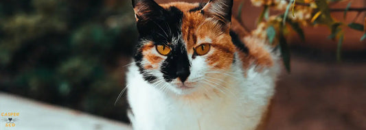 Les-Chats-Tricolores-Mâles-Mystère-et-Charme-Unique CASPER&CO