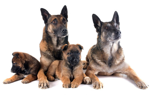 Quel-âge-a-votre-chien-en-âge-humain-Le-vrai-calcul-à-connaître-en-2025 CASPER&CO