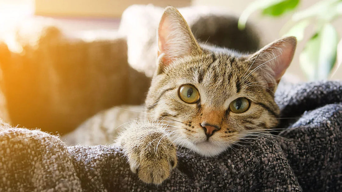 Pourquoi mon chat s'ennuie-t-il à la maison ?