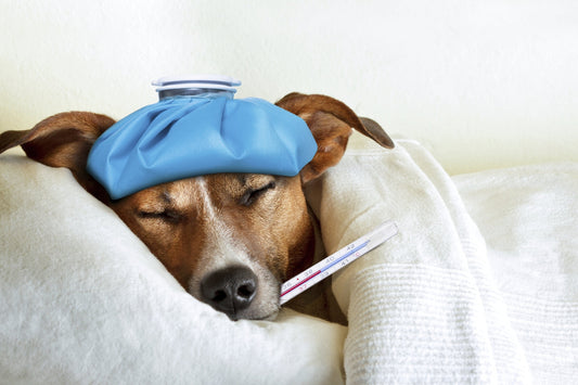 Comment-savoir-si-mon-chien-a-de-la-fièvre-Symptômes-gestes-à-adopter-et-solutions-naturelles CASPER&CO