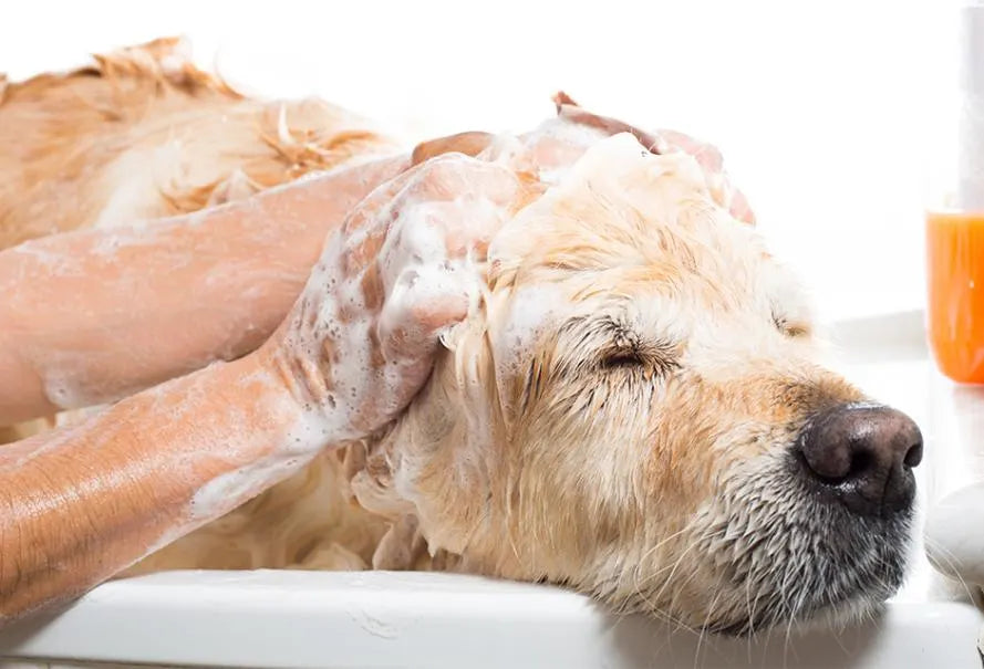 Le-coin-Hygiène-chien CASPER&CO