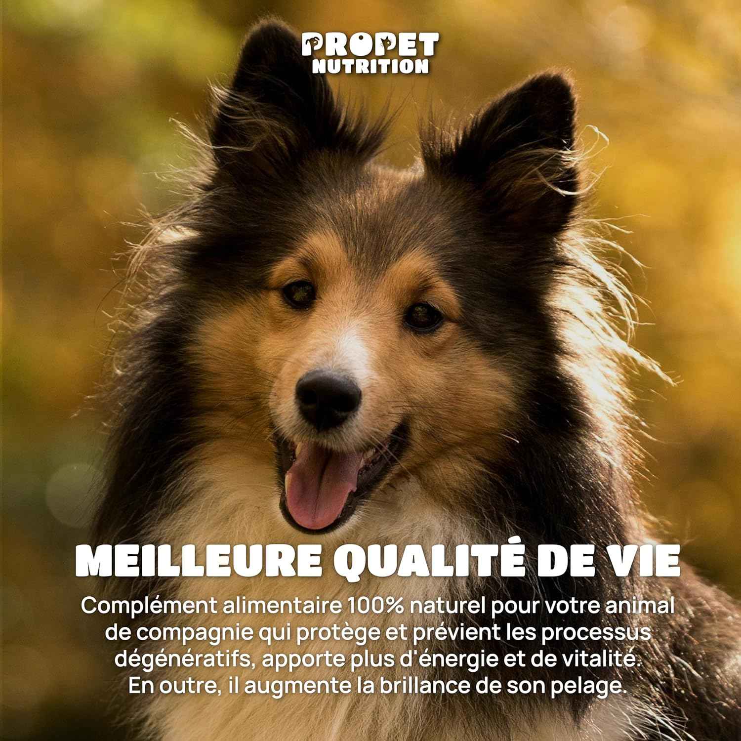 Multivitaminé -  Complément Alimentaire Chien Et Chat