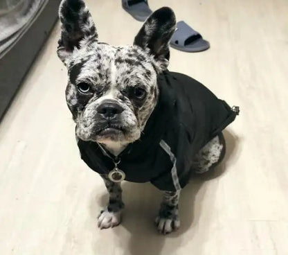 Manteau Imperméable - The Dog Face CASPER&CO