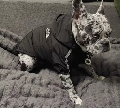 Manteau Imperméable - The Dog Face CASPER&CO