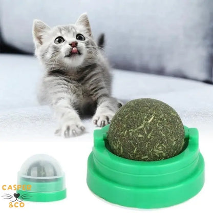 Lot d'herbe à chat naturelle - Pack économique - Culture bio sans pesticides - Stimule les sens et aide à la digestion - CASPER&CO
