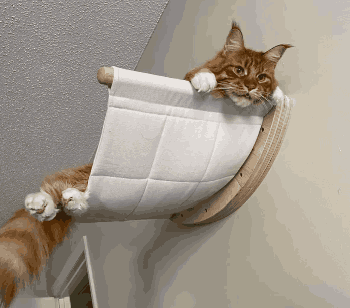 Lit suspendu Maine Coon