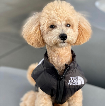 Gilet d'hiver pour chien rembourré CASPER&CO